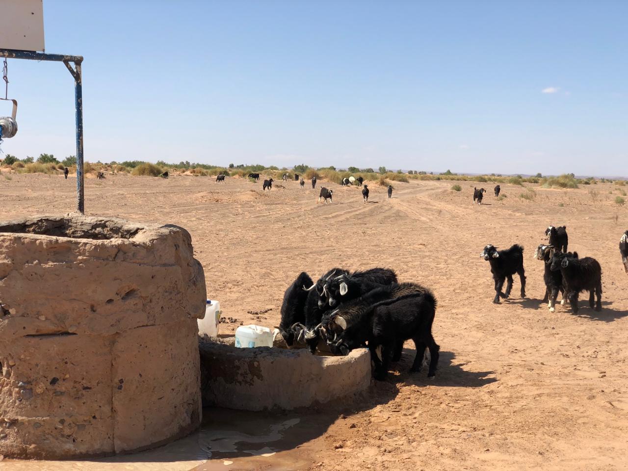 Fauna y animales del desierto